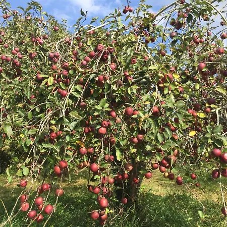 La Caverie De Peyroux A 住宿加早餐酒店 Orthevielle