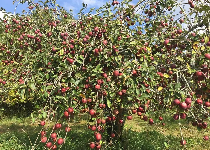 La Caverie De Peyroux A Panzió Orthevielle